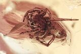 Two Fossil Jumping Spiders and Caddisfly In Baltic Amber #307369-3